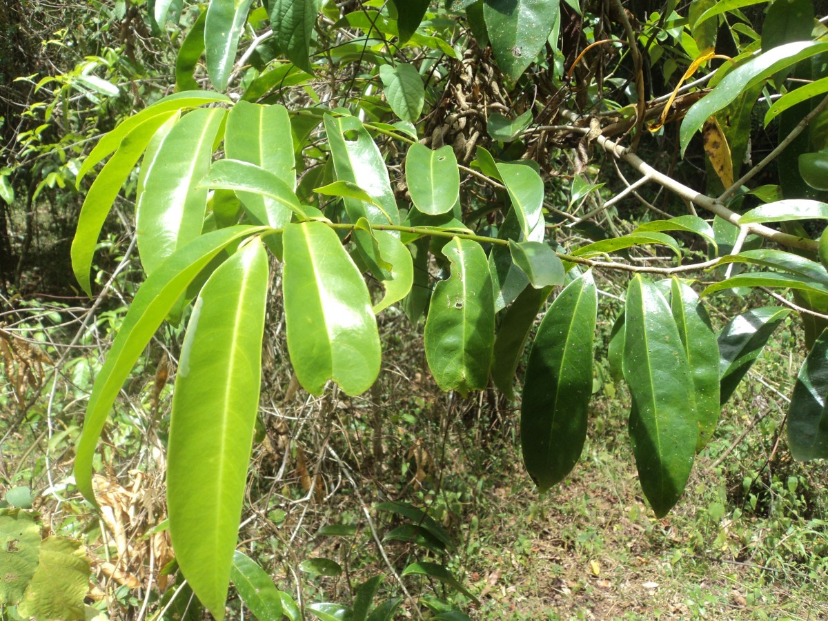 Artabotrys hexapetalus (L.f.) Bhandari